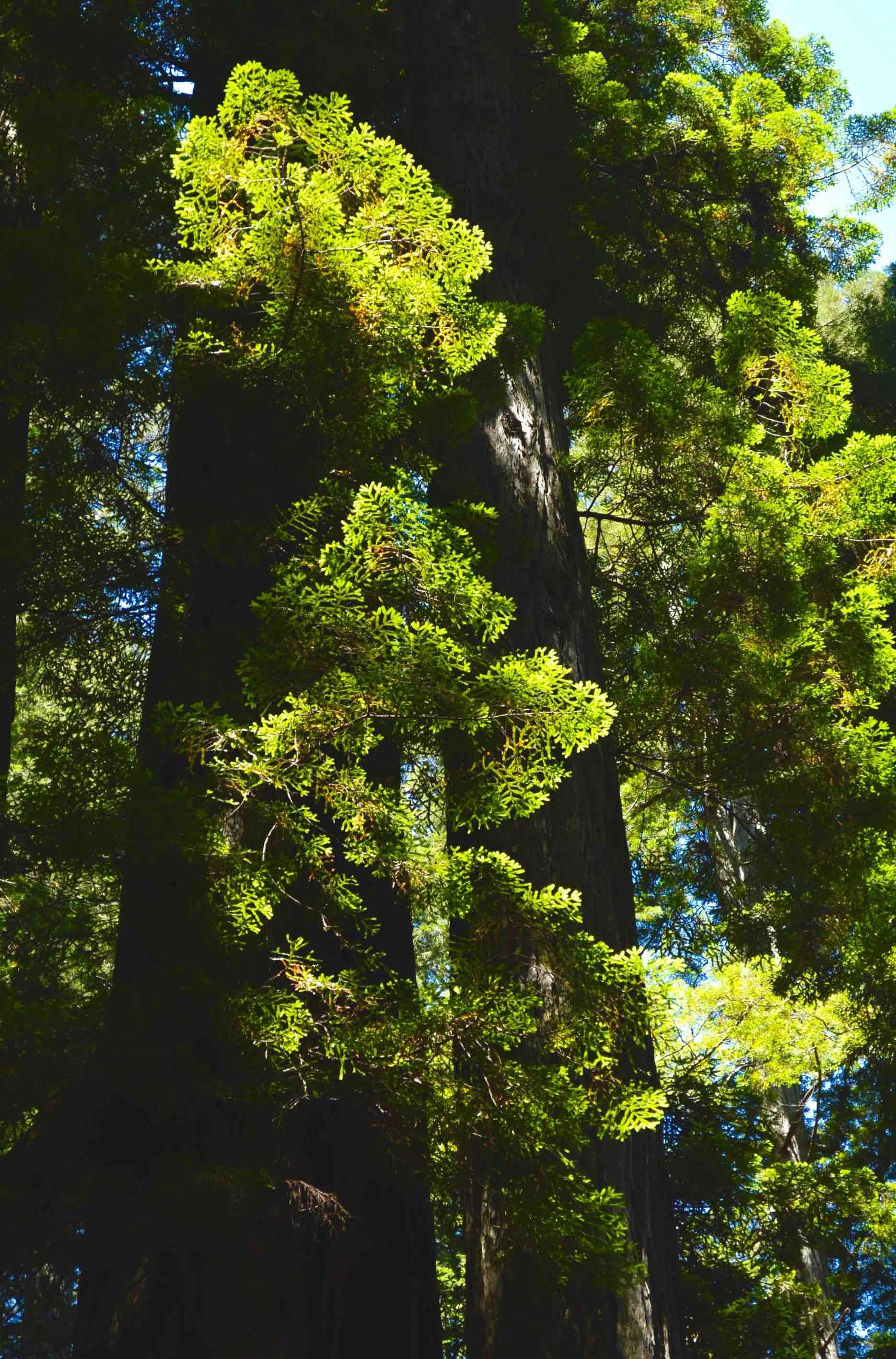 Redwoods forest 4.jpg
