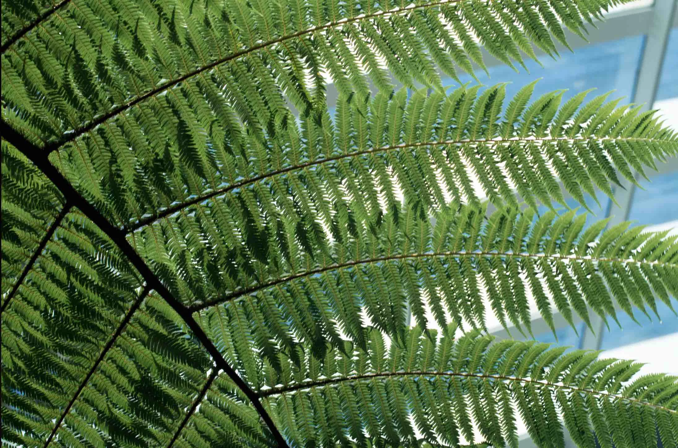 London palm tree.jpg