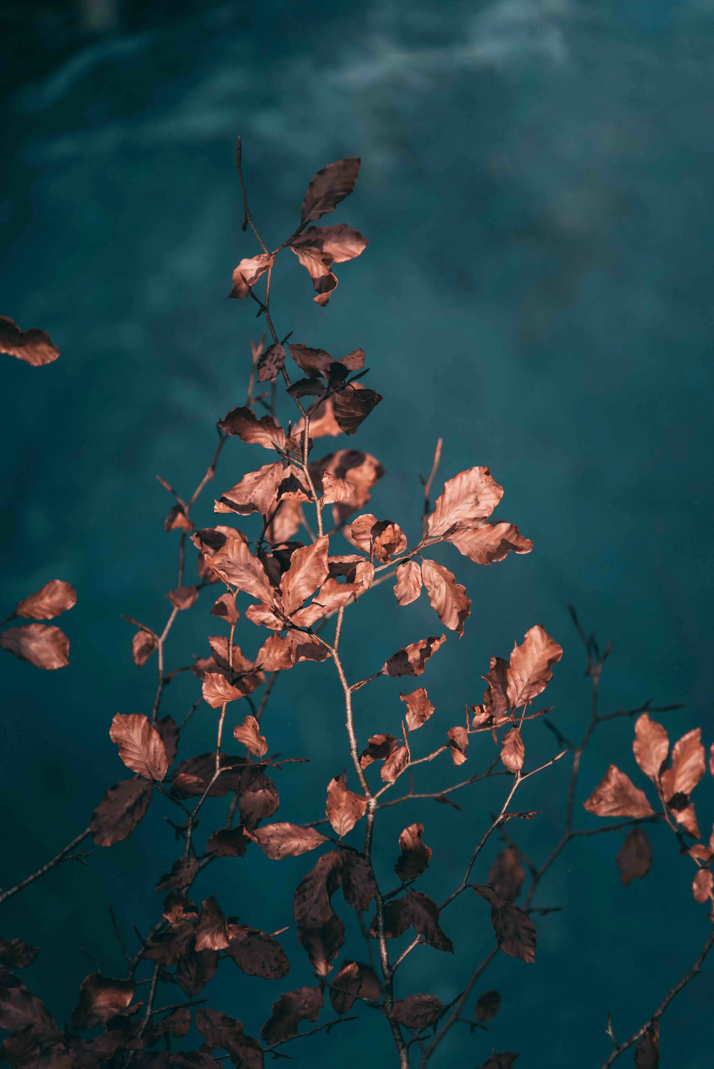 DSC_8578.jpeg