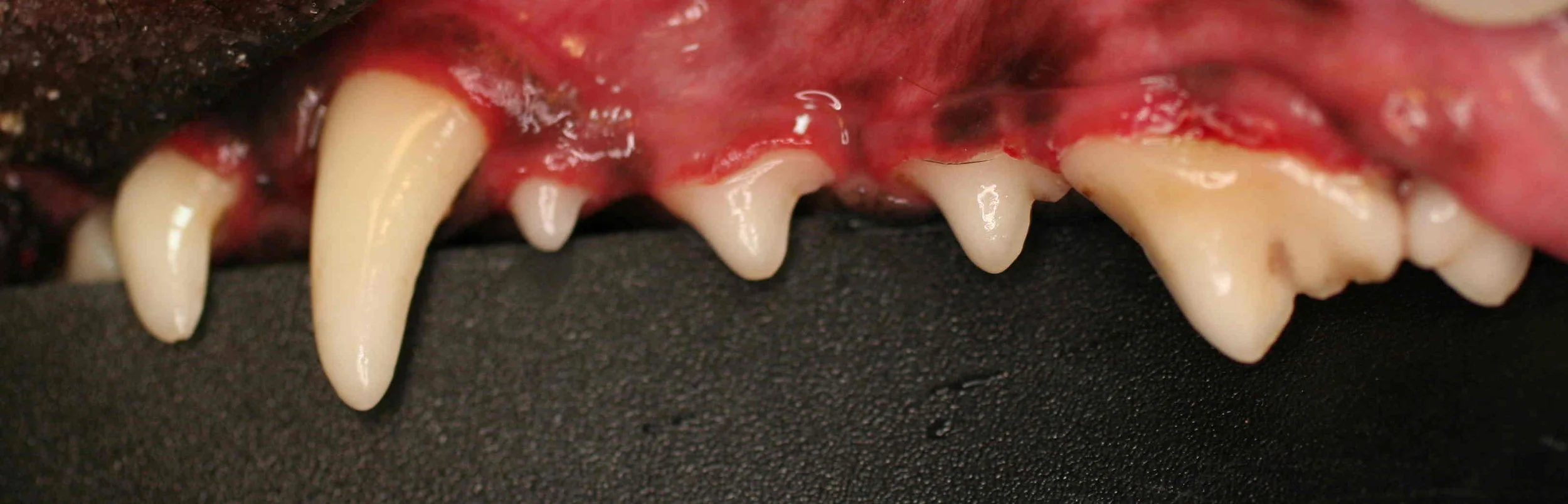 AFTER Post dental cleaning procedure.