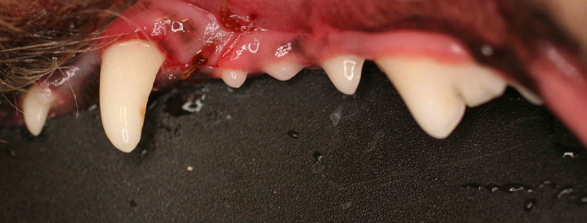 AFTER Post dental cleaning and extraction of puppy tooth.