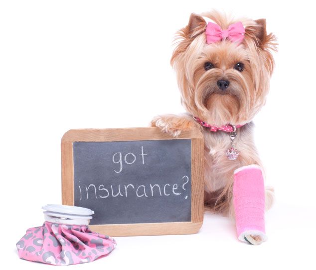 Prepare for the Unexpected with Pet Insurance — Southpoint Animal Hospital