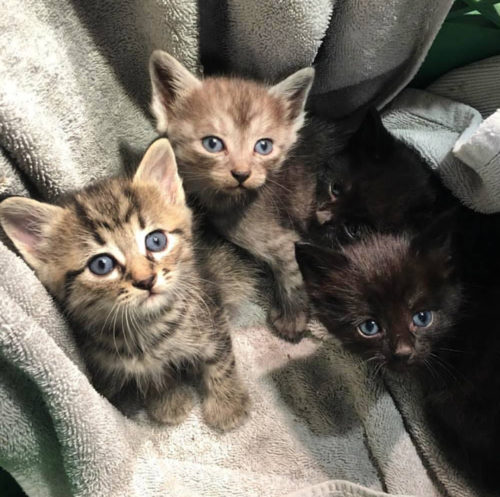 No hay nada más adorable que una caja de gatitos, ¡pero a estos pequeños les gusta esparcirse y tener su propia privacidad para la hora de la caja de arena!