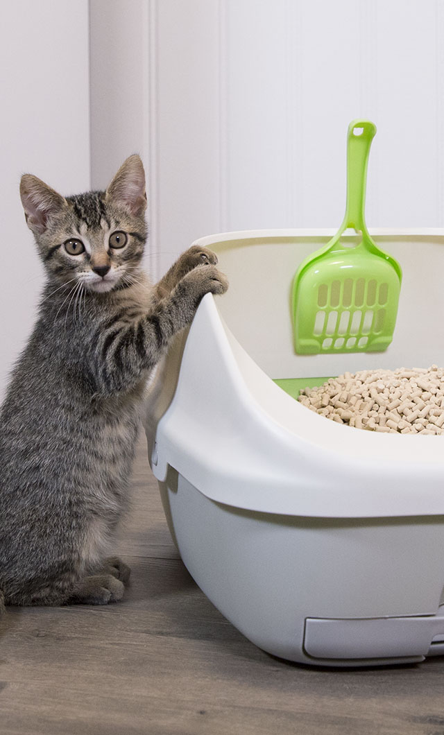 Cat Litter How To Keep Your Cat From Peeing Everywhere Peeing How