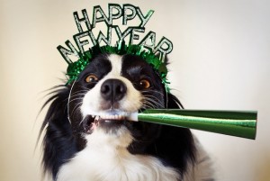 holiday-new-years-dog2.jpeg