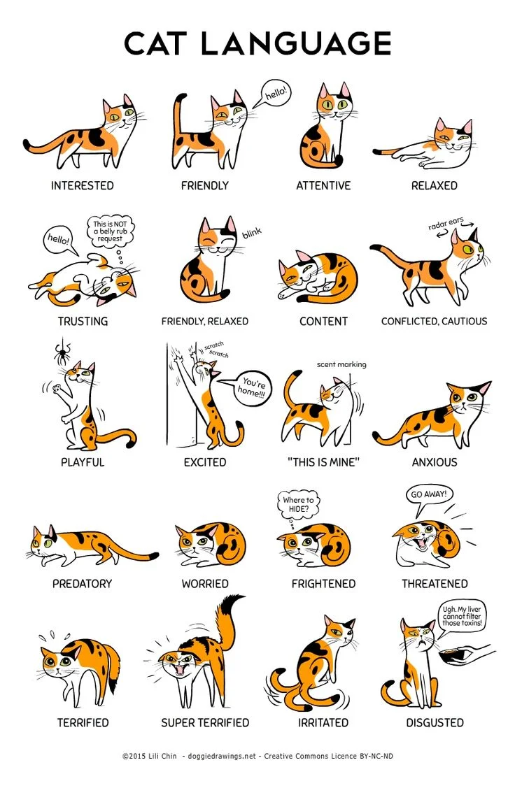 Cat body language.jpeg