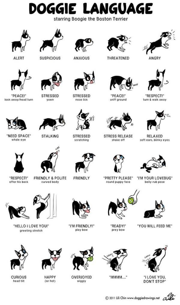dog_body_language1-600x1013.jpeg