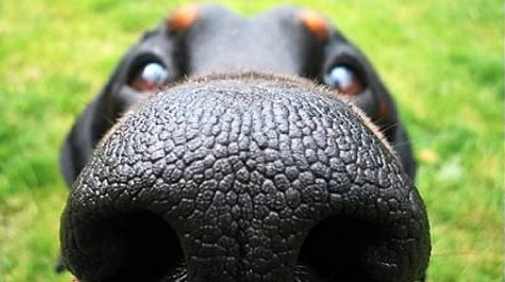 Dog-Nose.jpeg