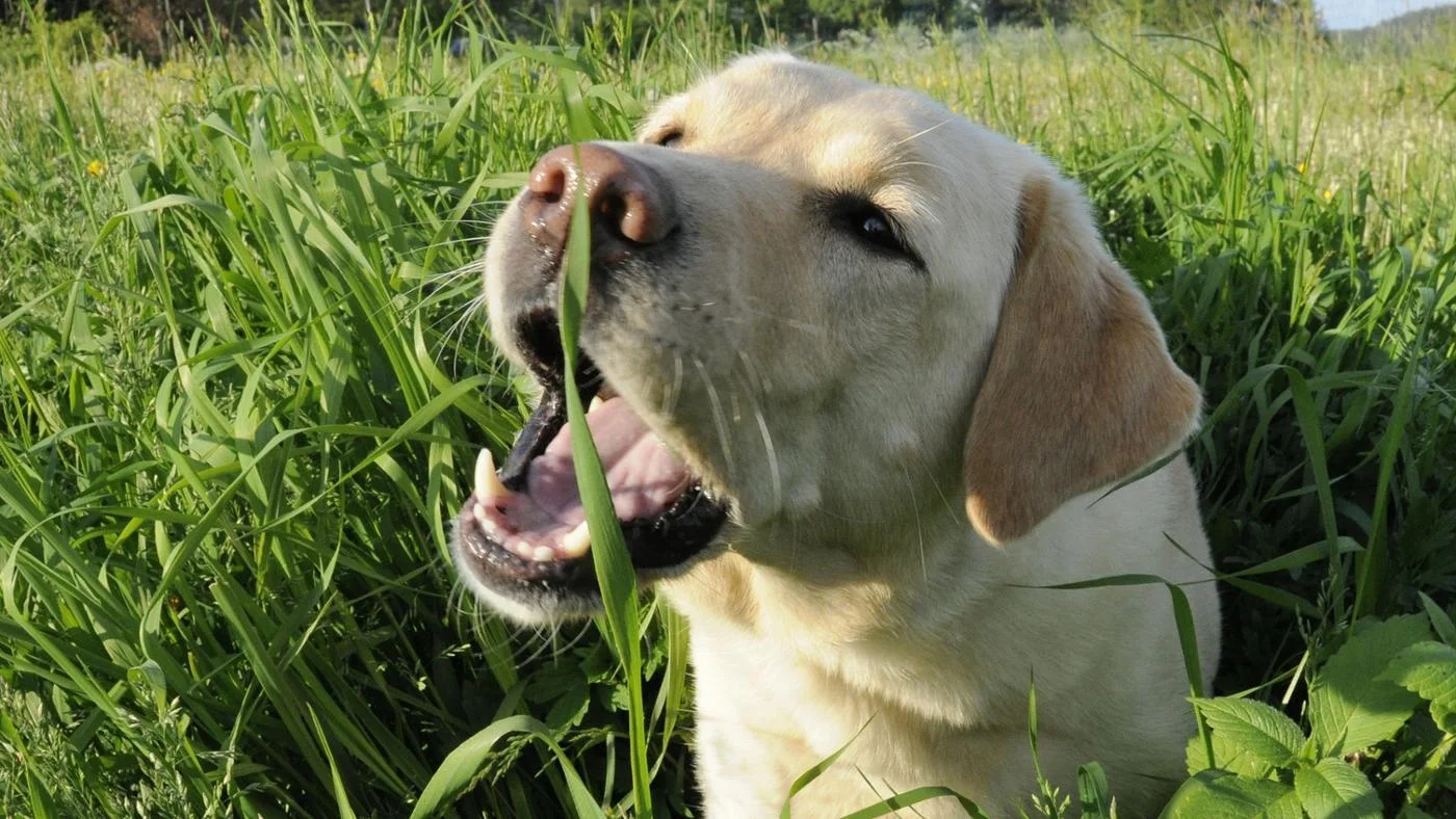 dog-eatting-grass.jpeg