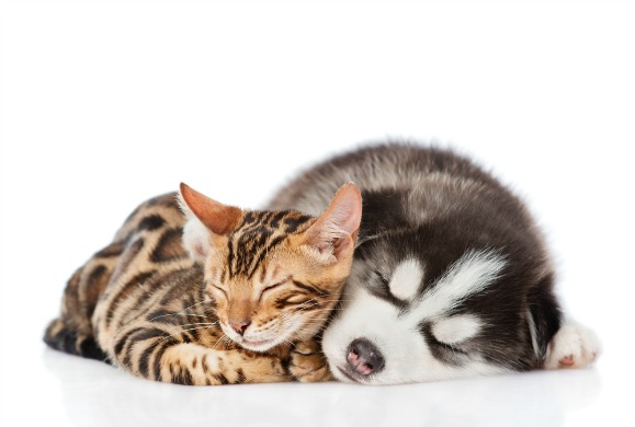 anesthesia-cat and dog.jpeg