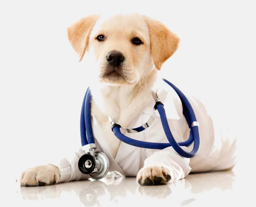 dog doctor.jpeg