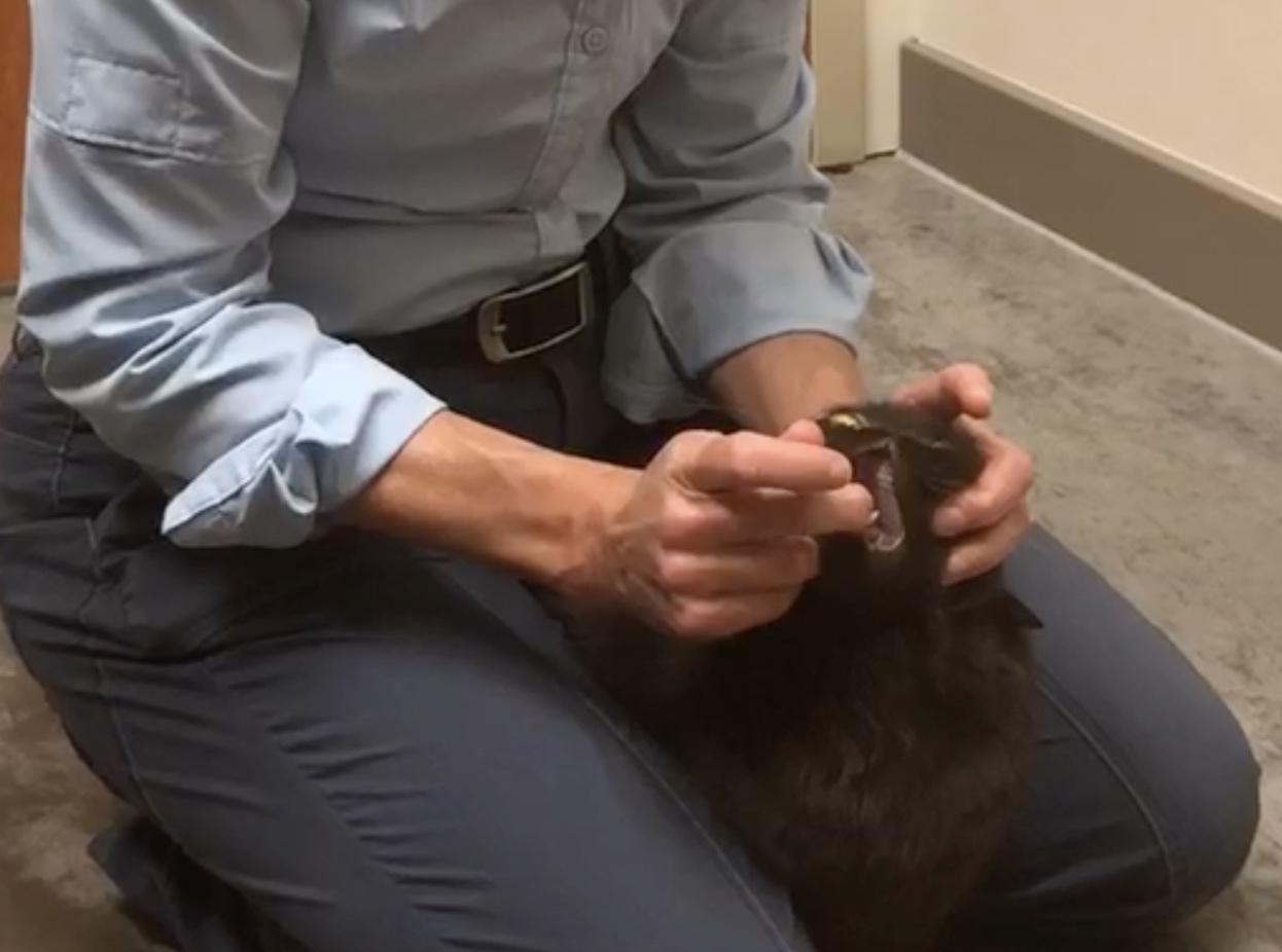 Pill Cat 3.jpeg