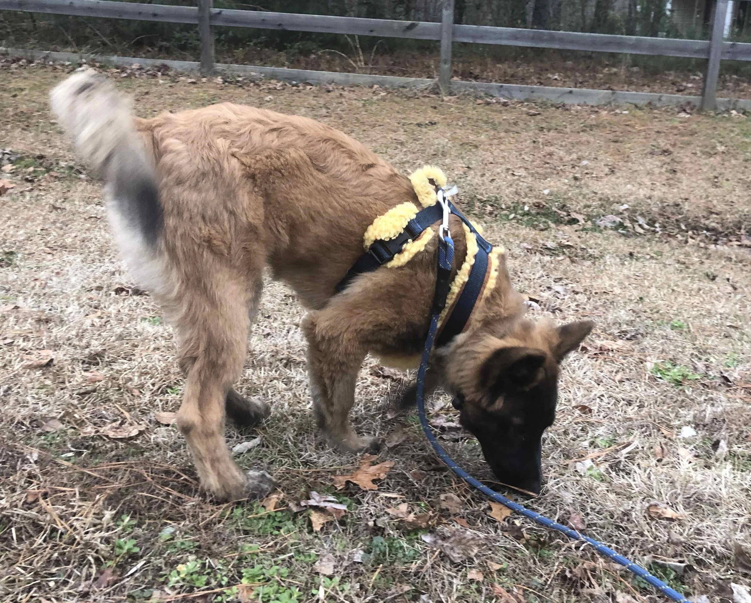 Seeker Sniff on Leash SMALL.jpg