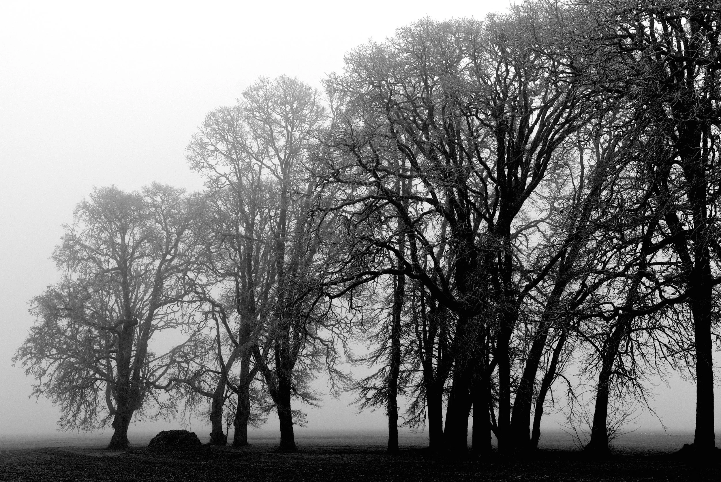 Foggy Oak