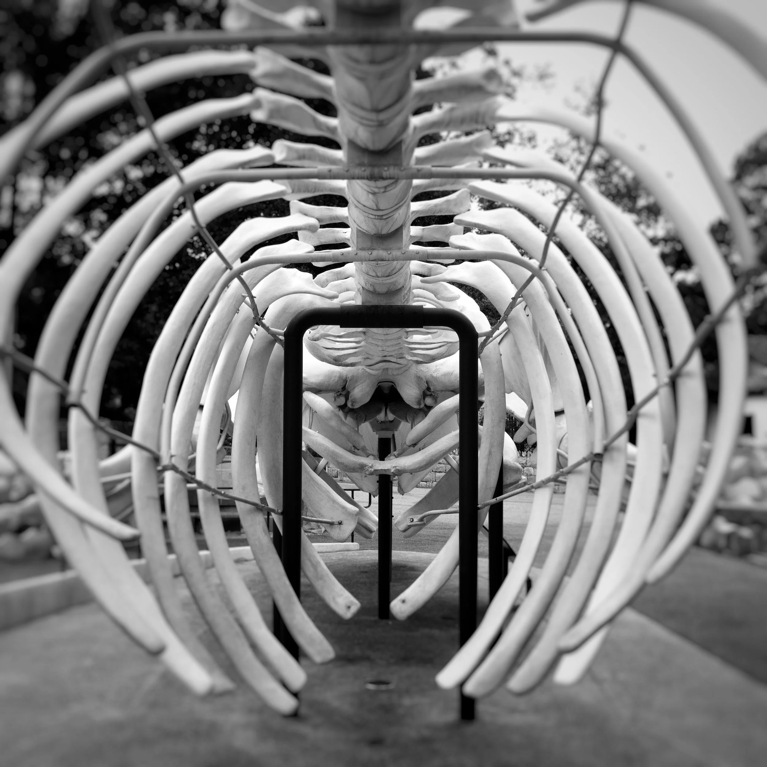 Whale Skeleton
