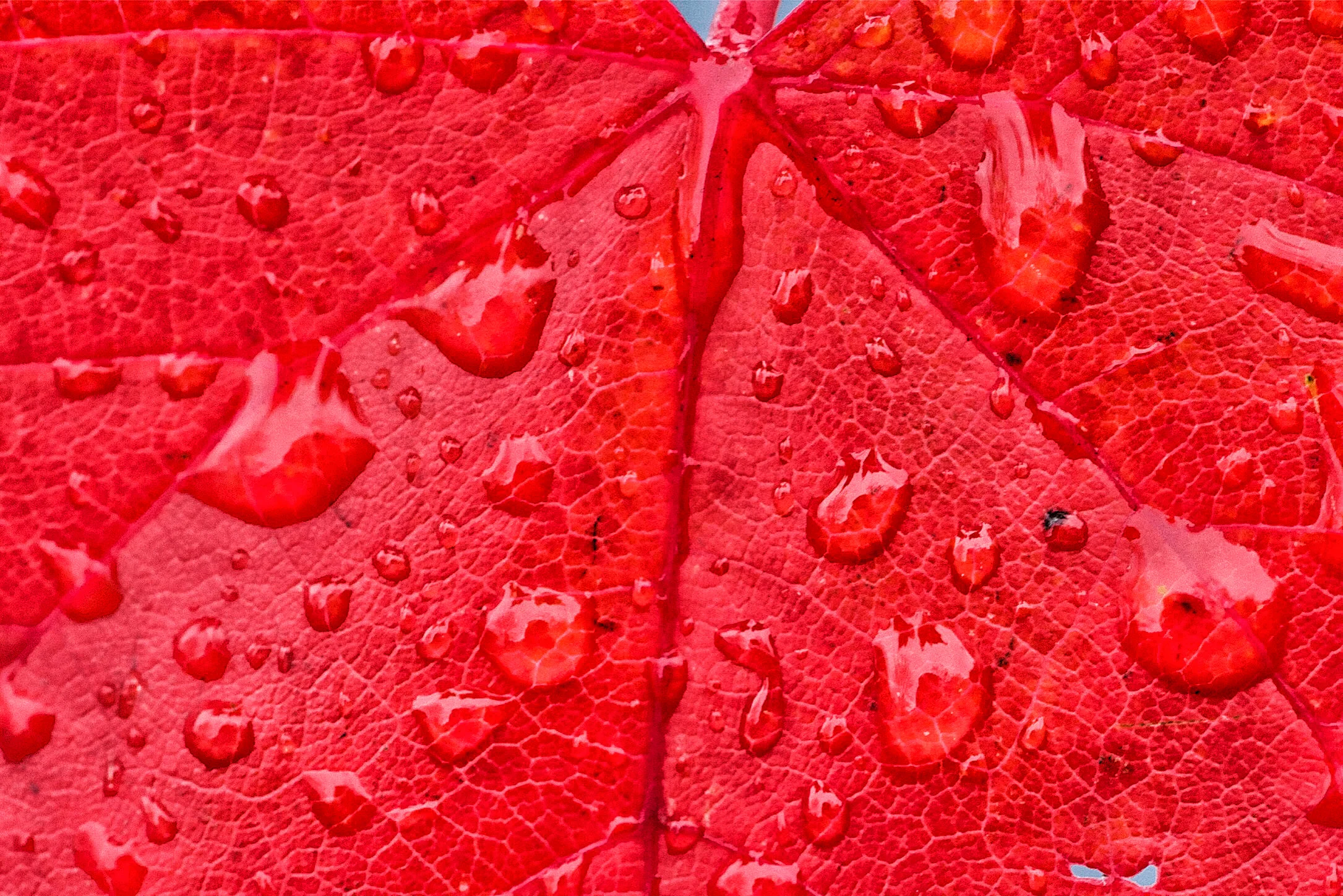 Maple Red Macro