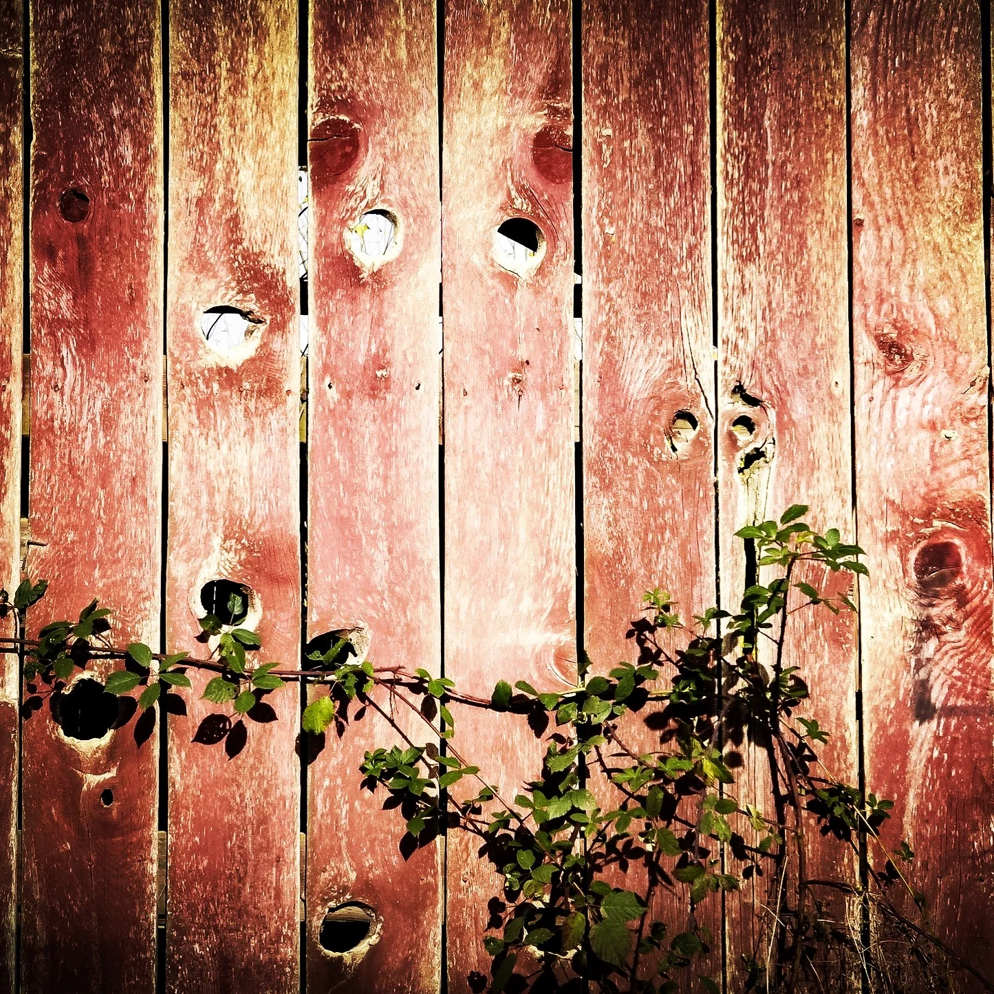 The Broad Side of the Barn