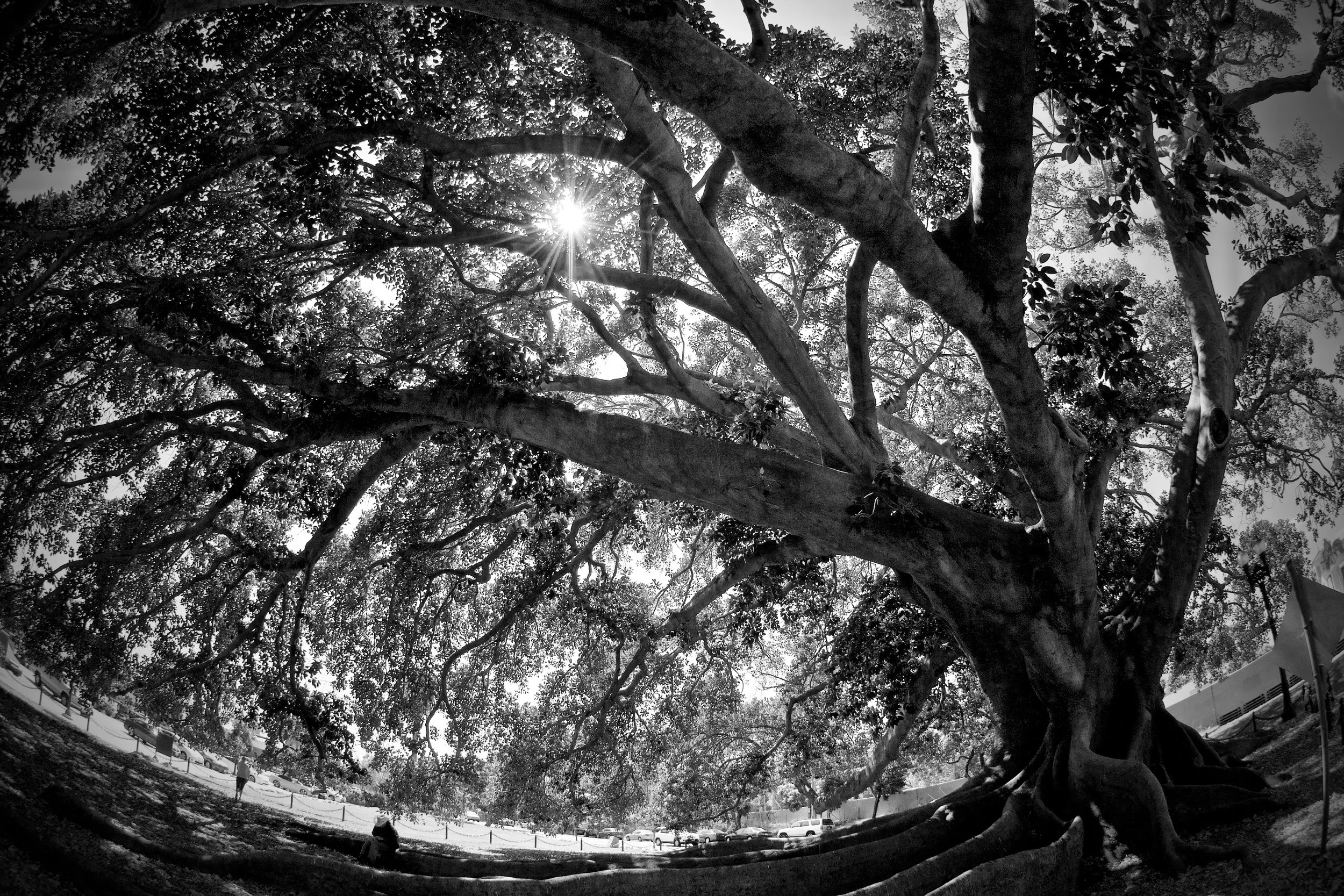 Moreton Bay Fig B/W