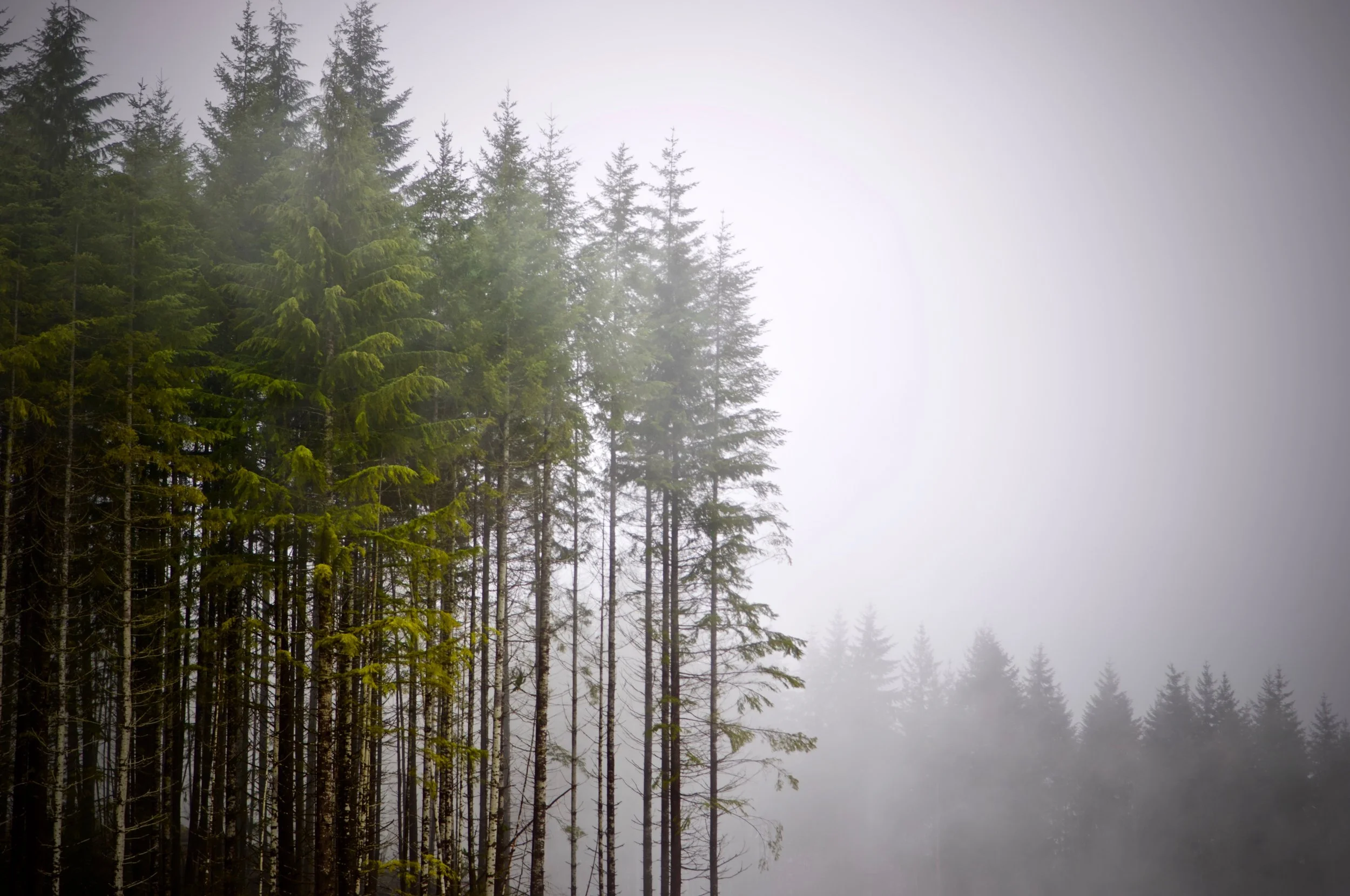 Little Giants in the Mist