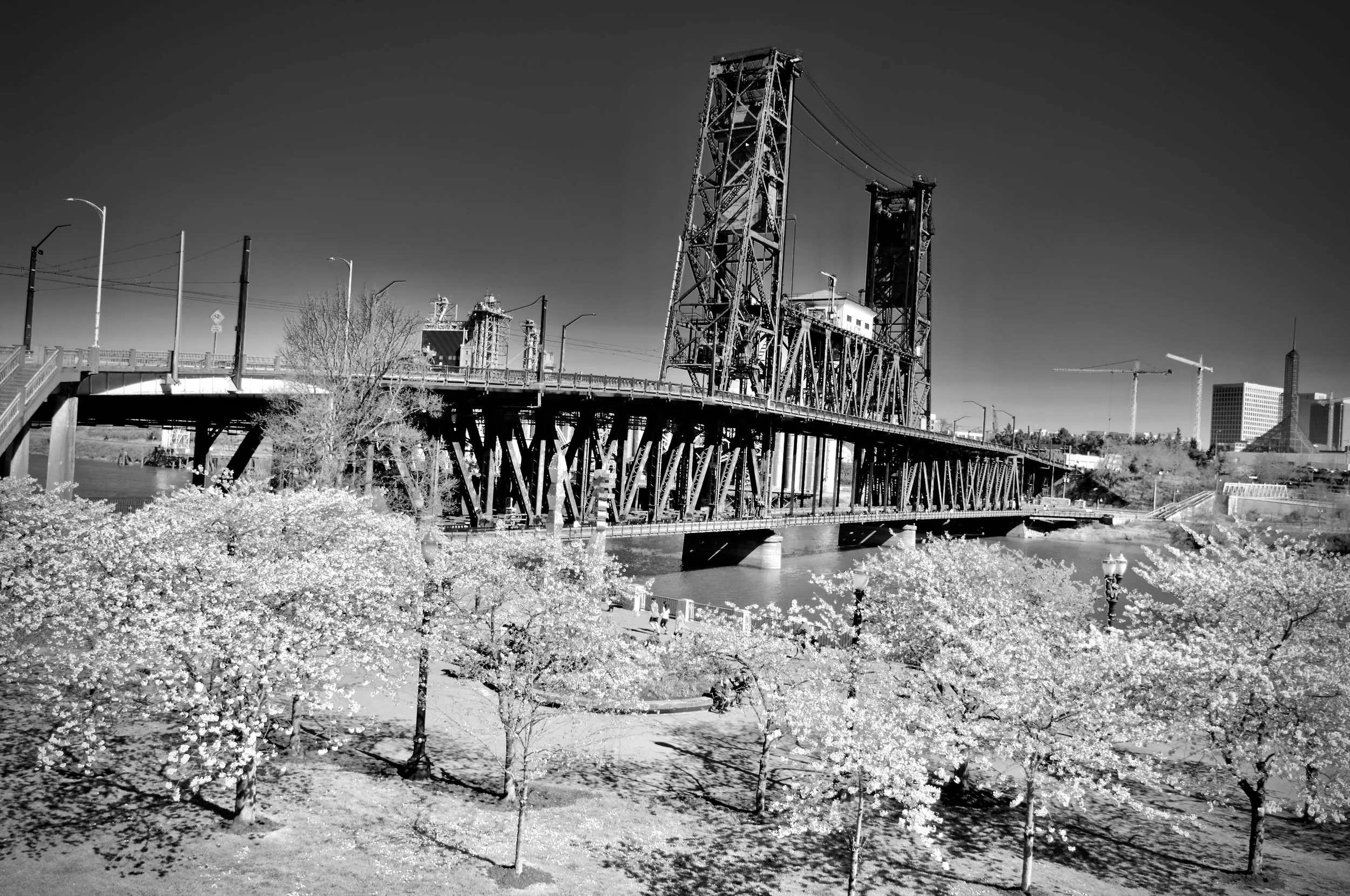 Steel Cherry Blossoms