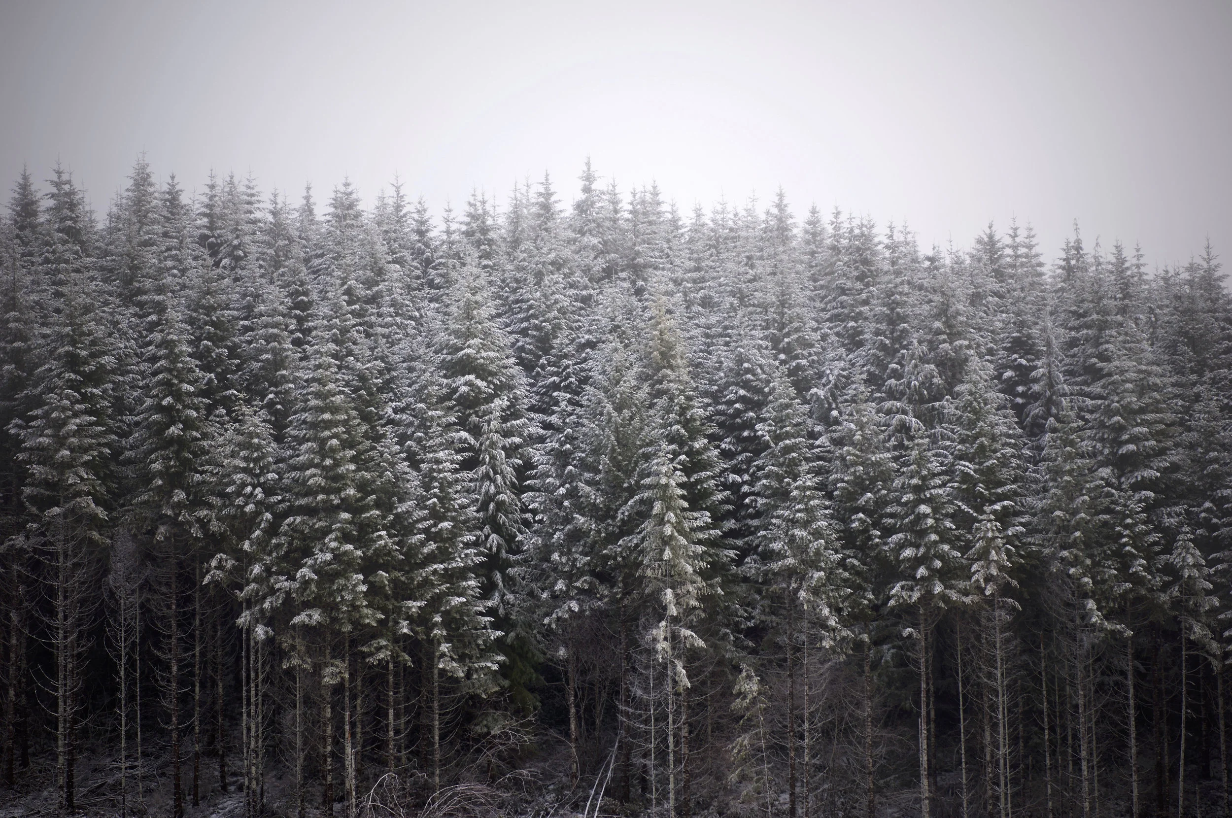 Sugar Dusted Douglas Firs 