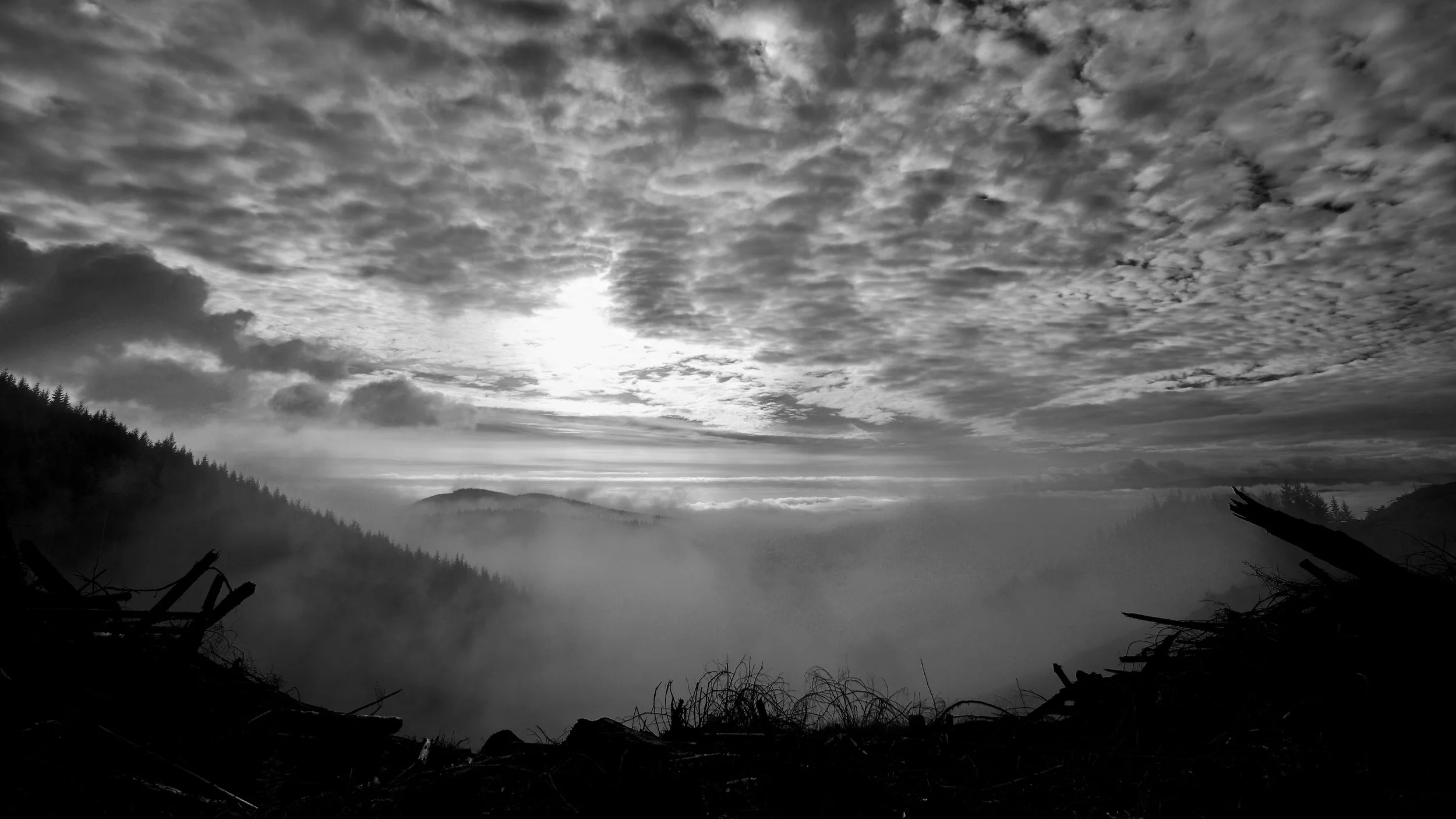 Mist Monochromatic Morning