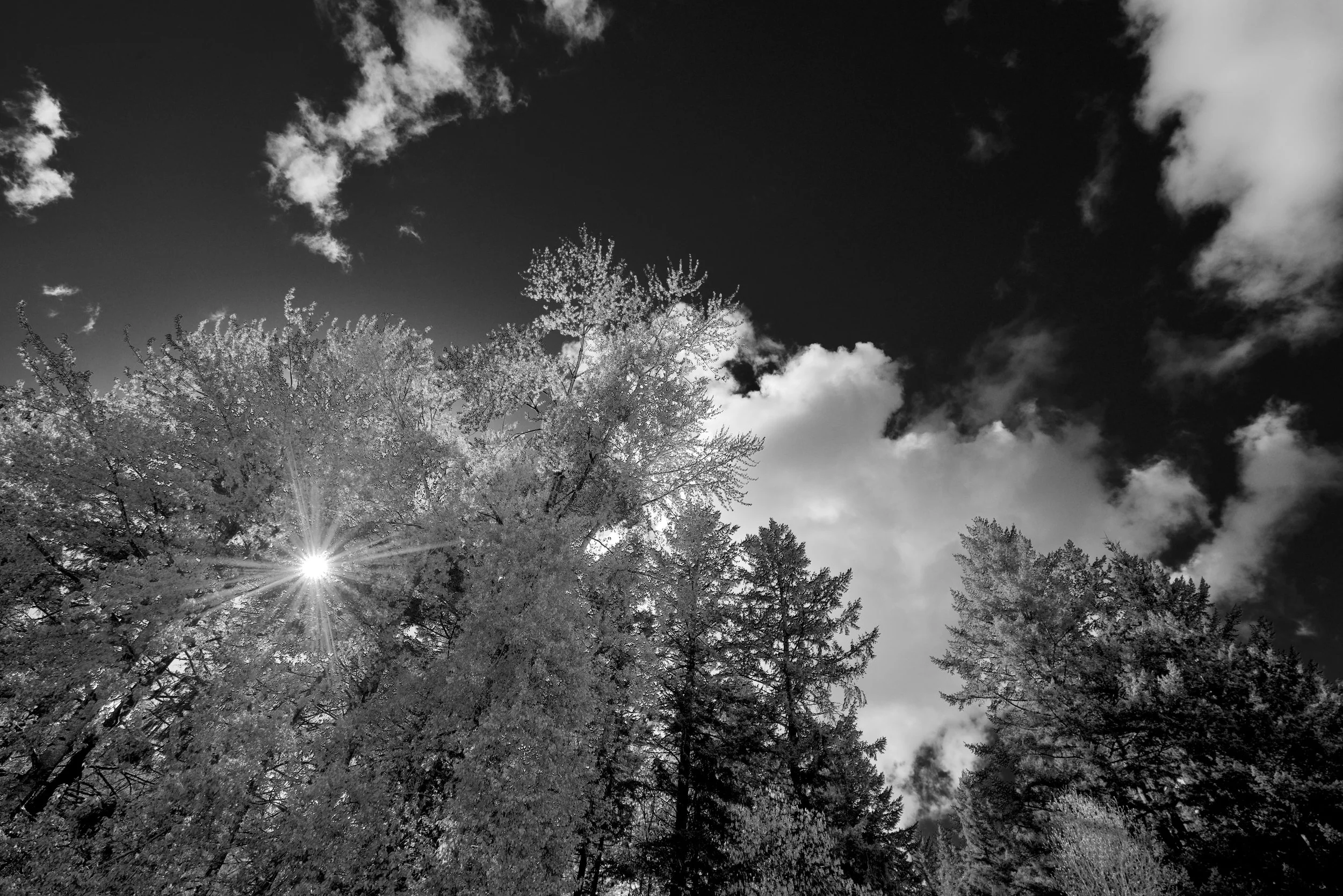 Hyland Starburst B/W