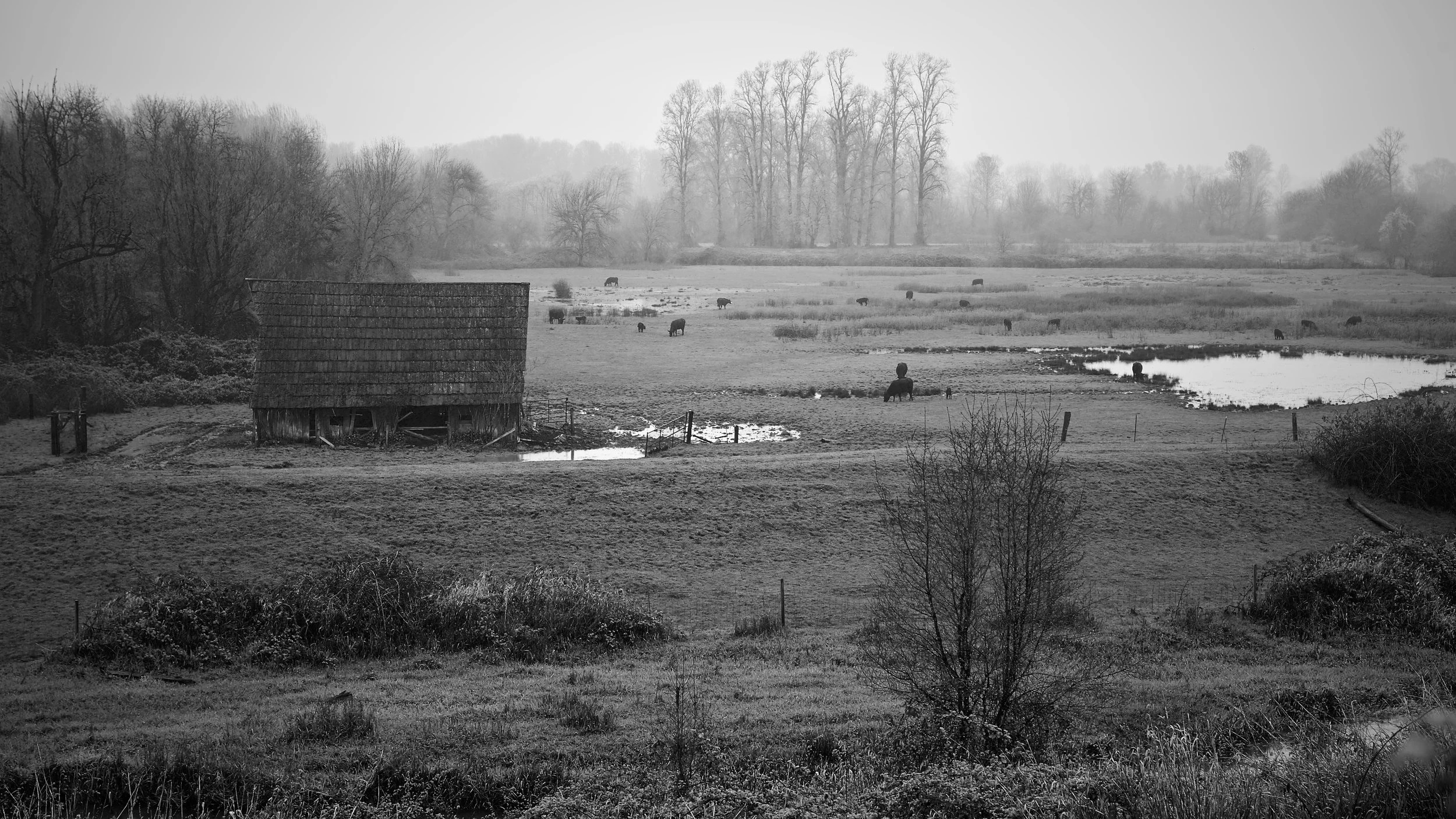 Tide Creek Barn B/W