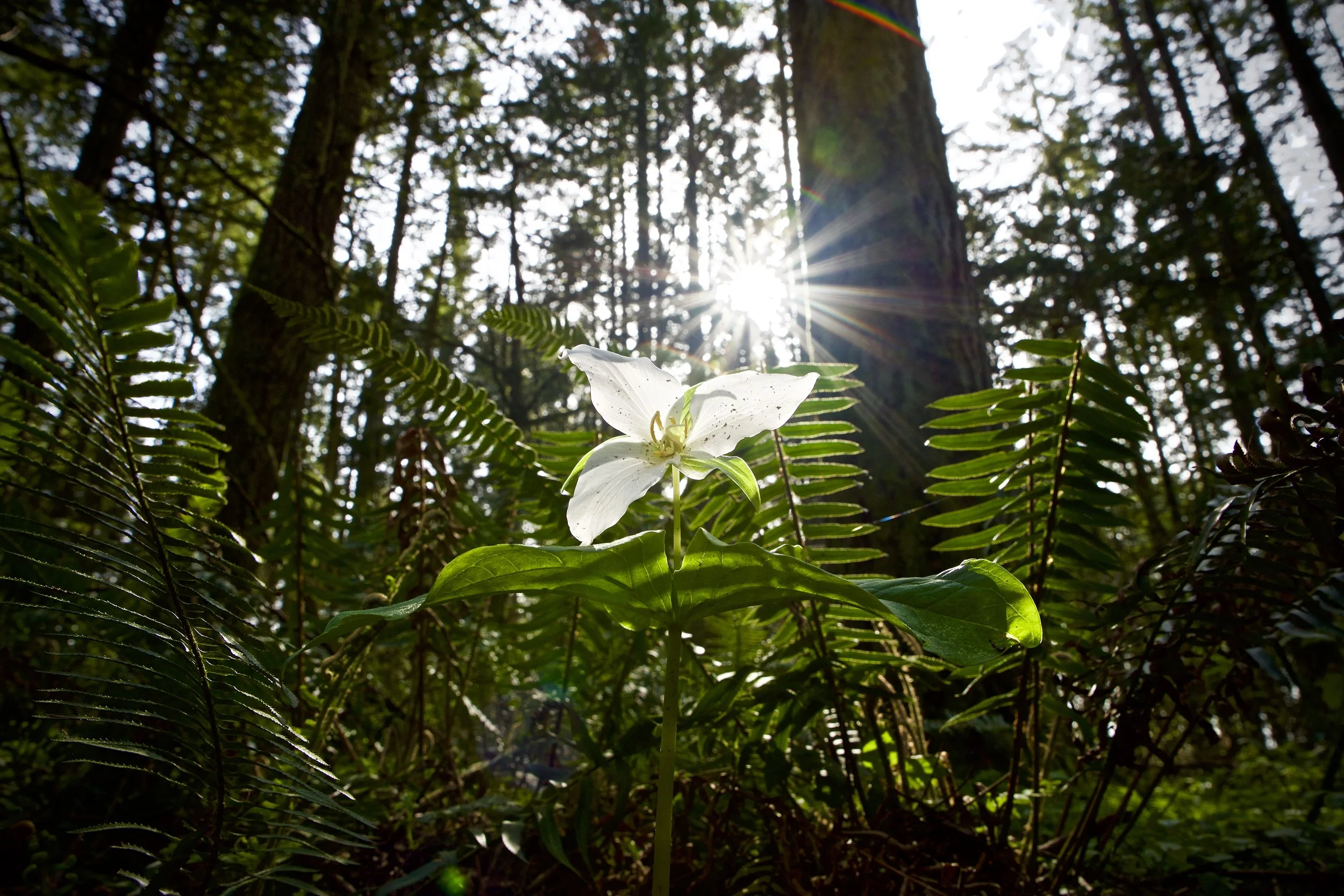 Trillium Starburst