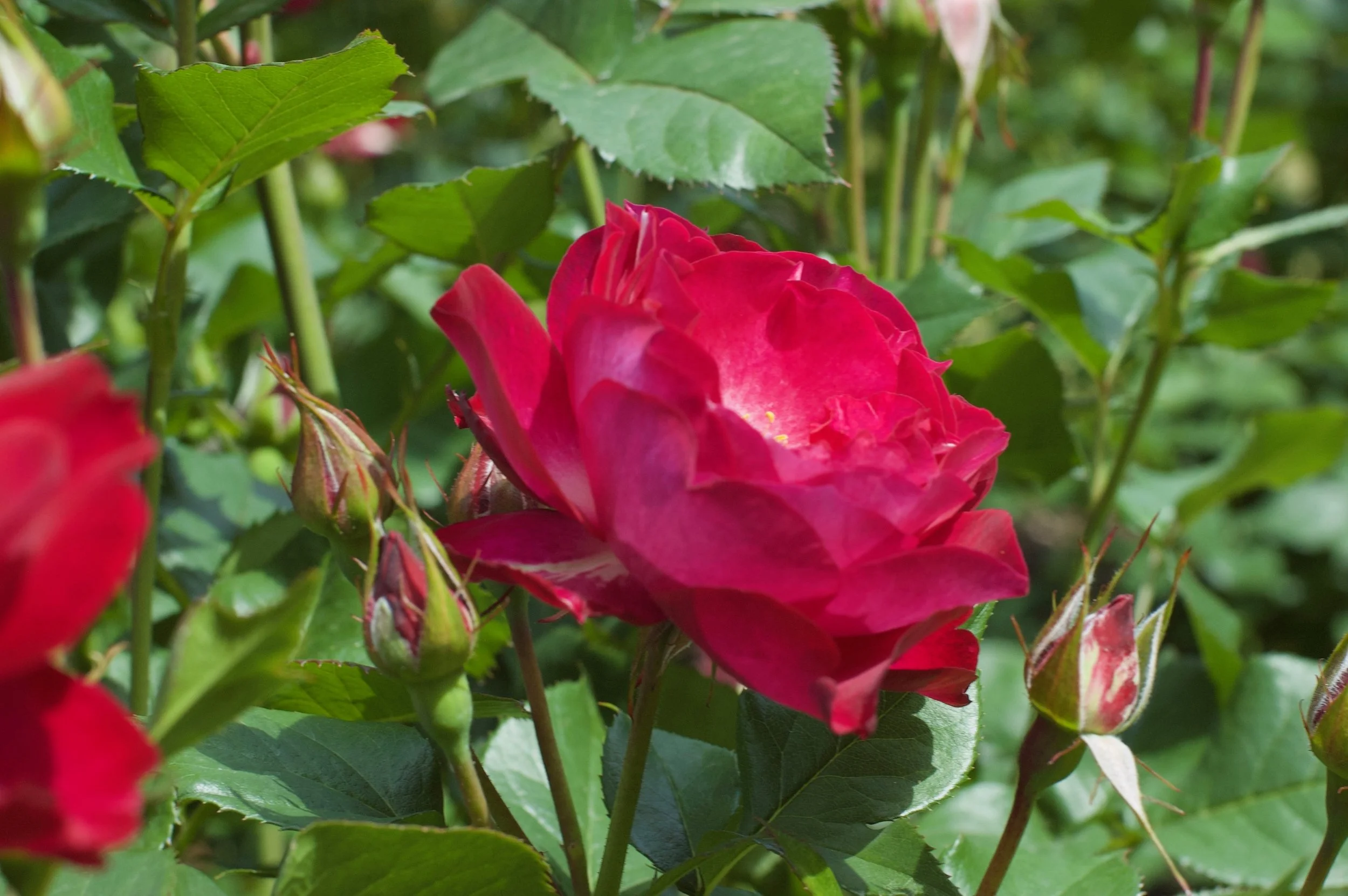 DSC_9029.jpg