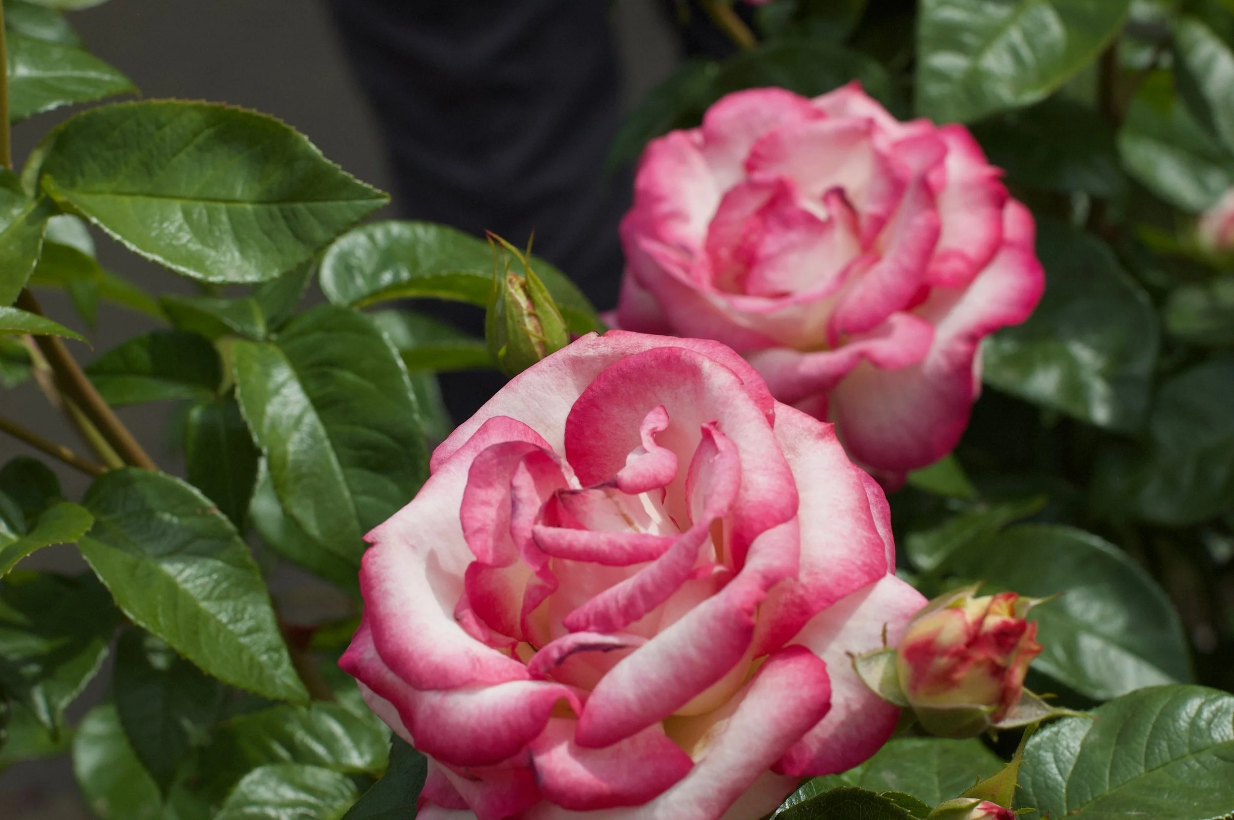 DSC_9041.jpg
