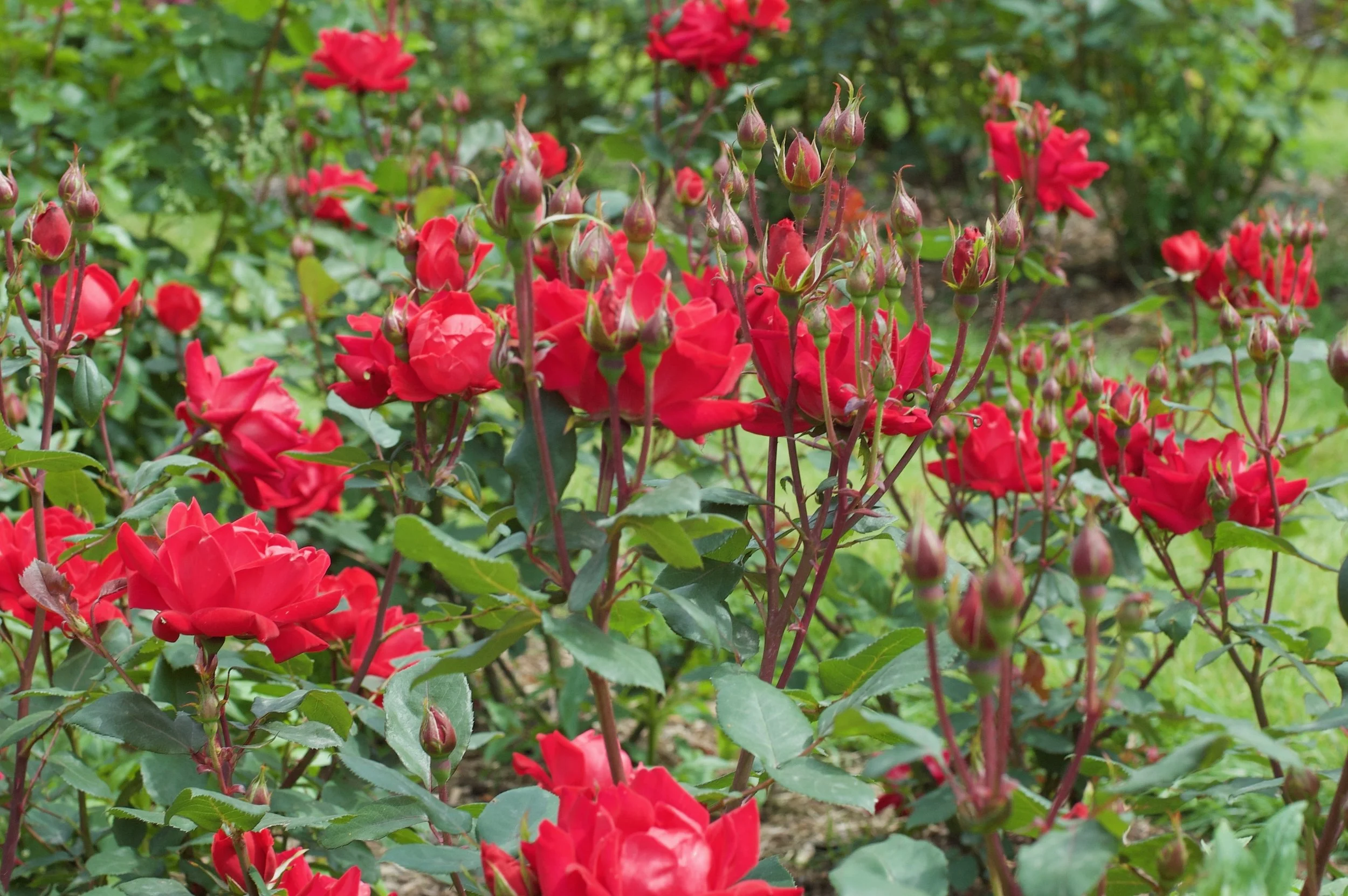 DSC_9046.jpg