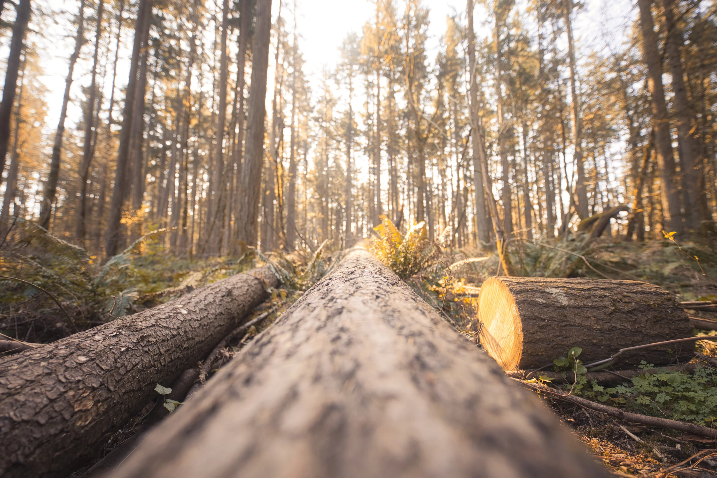 Hyland Woods Sunrise