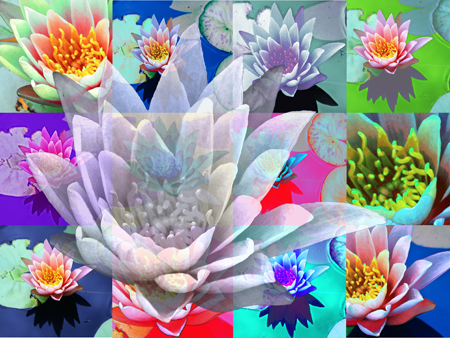 colorful lily pads