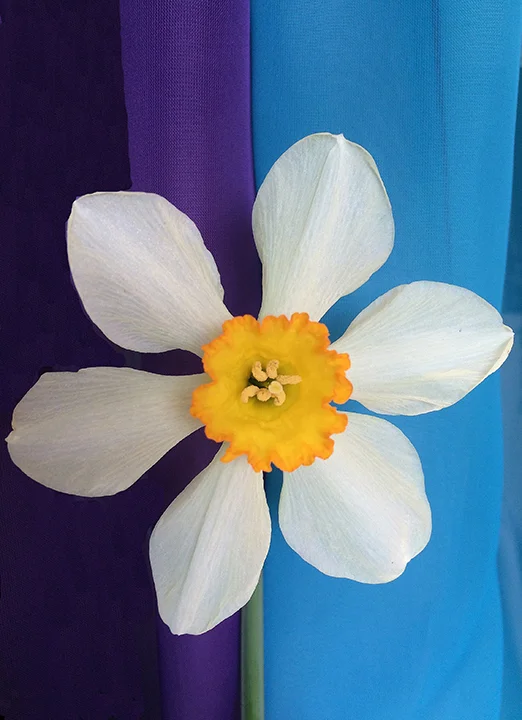 daffodil