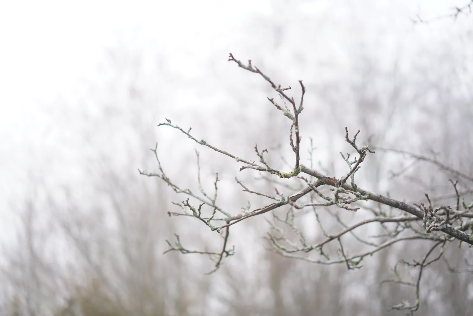 Finding Inspiration In The Springtime