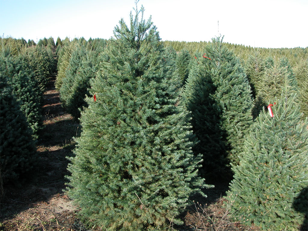 christmastrees.jpg