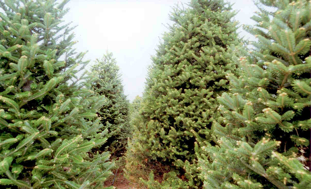 Mature Trees Ready For Your Family Christmas Holiday