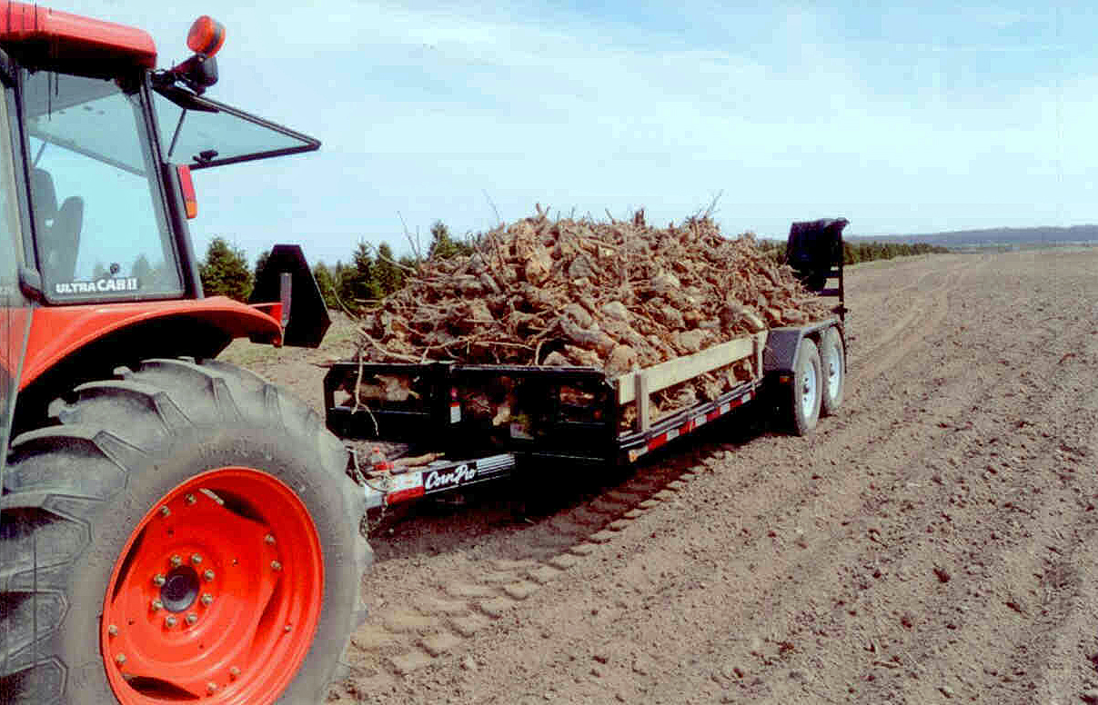 Removing Old Stumps