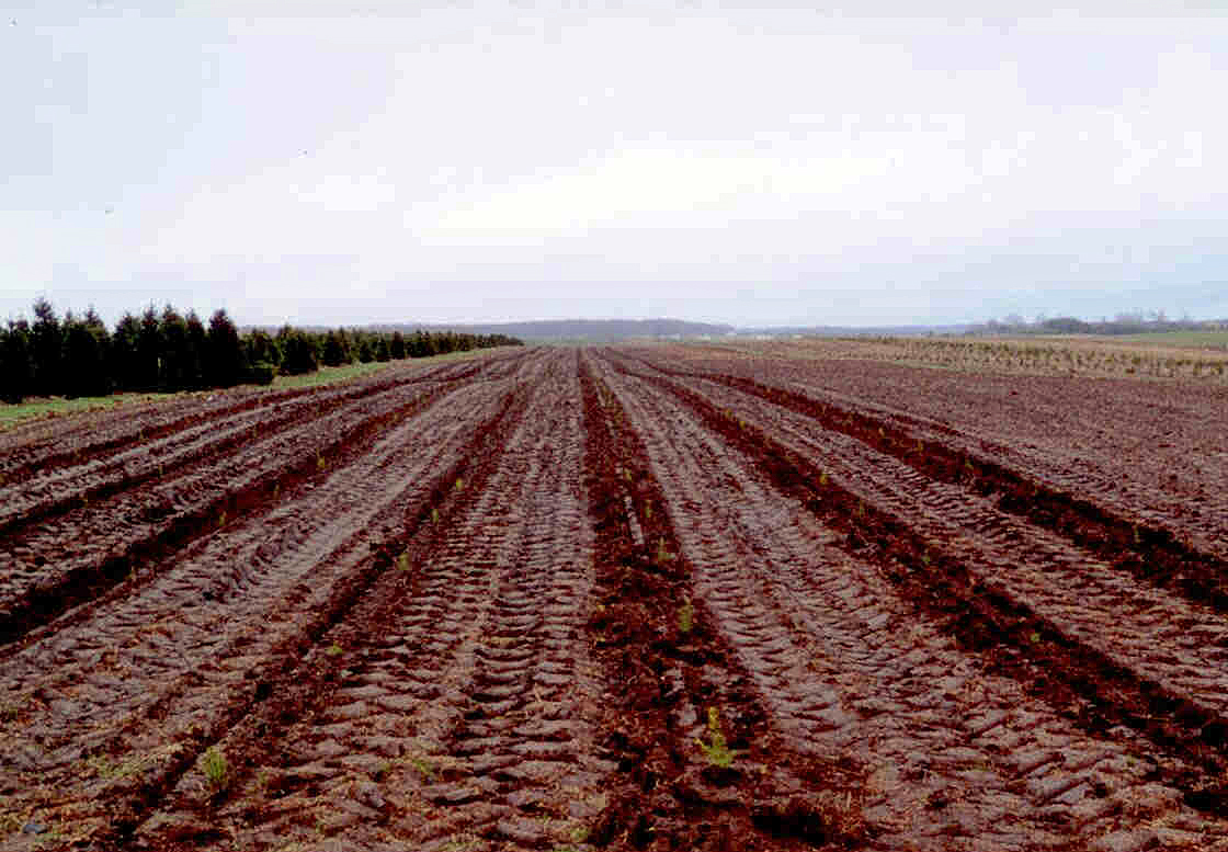 These Rows Were Just Planted