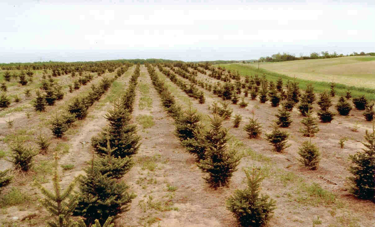 Young Trees Putting On Growth