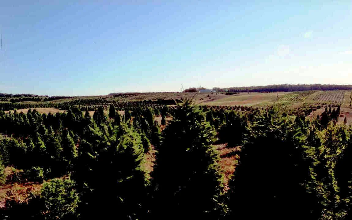 They Wanted To See Our Mature Trees Ready For Harvest