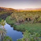 date-palms-phoenix-dactylifera-and-fan-palms-at-sunrise-looking-over-rio-mulege-arroyo-santa-rosalia-with-sierra-de-guadalupe-in-distance-45109_140x140.jpg