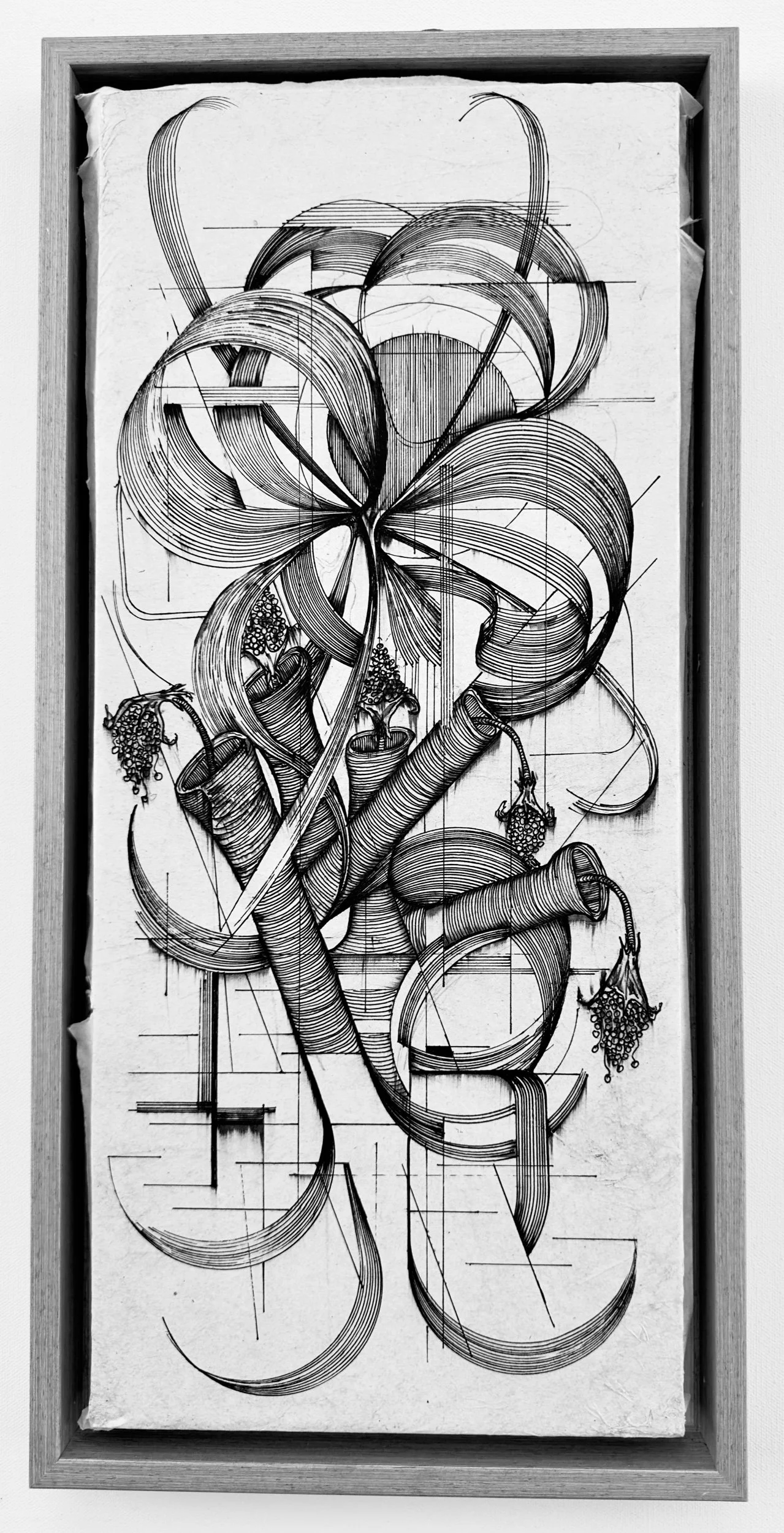 C:SL:NOVORCHIDSLP:#2:LAS