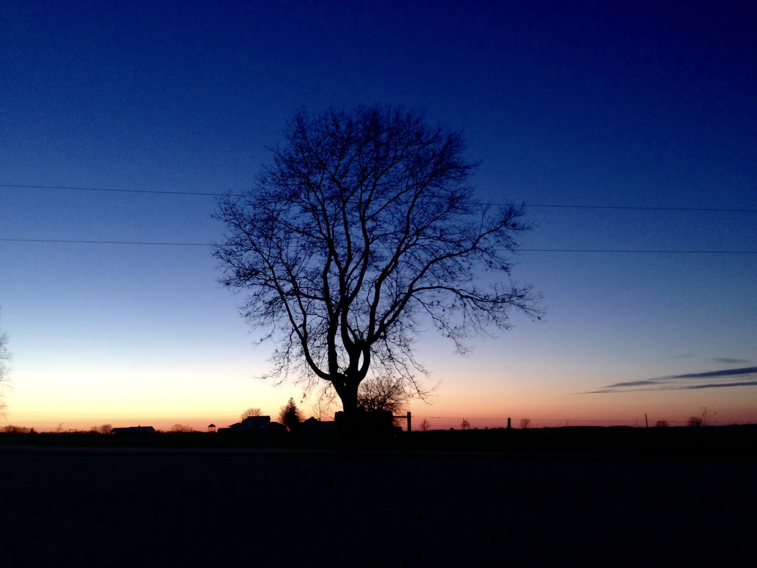 The Year of the Tree