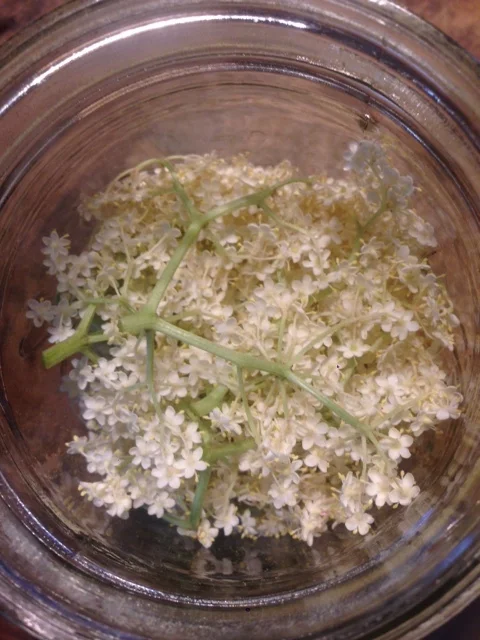 Foraging for the Essence of Summer