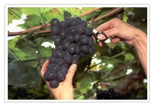 Turning Grapes into Grape Juice