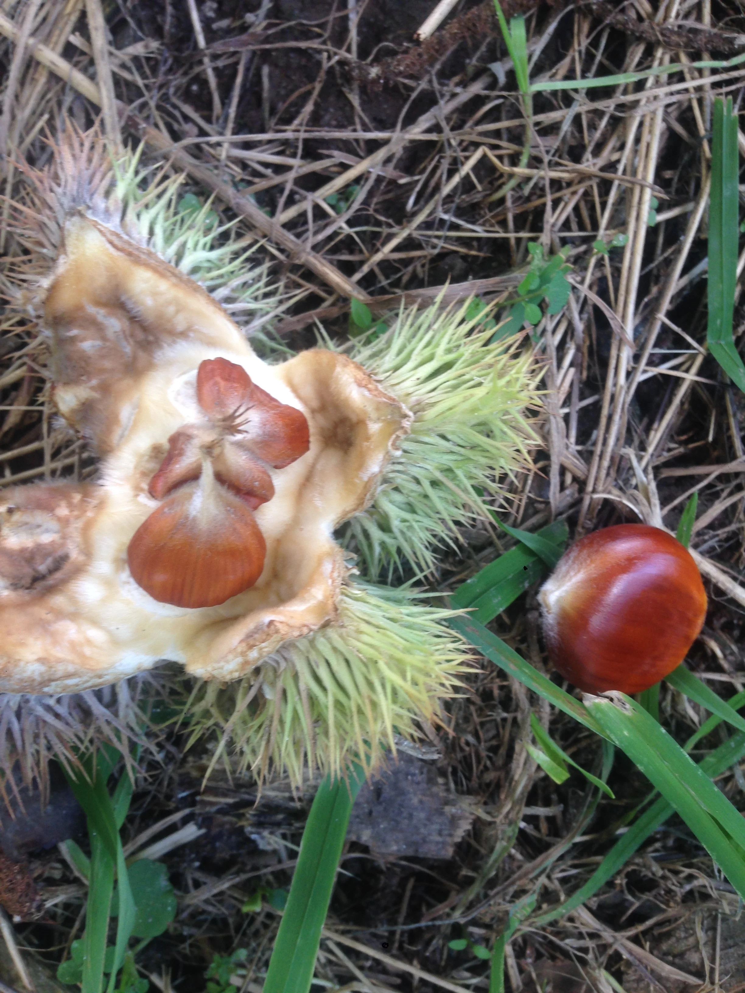 Chestnut Memories