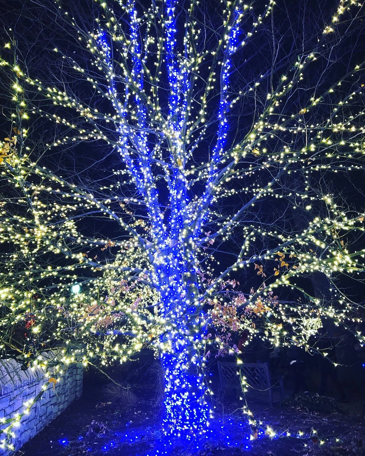 The Season for Joy