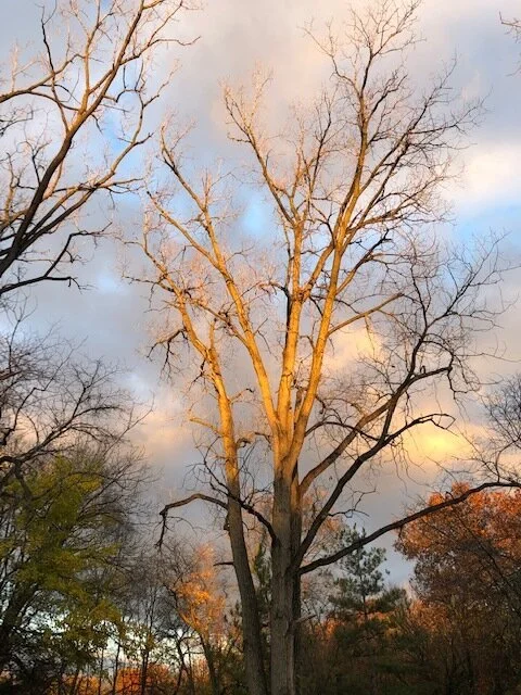 Looking for the Light